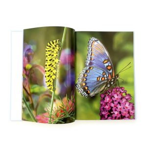 Contemplação, foco e relação : Conjunto promocional